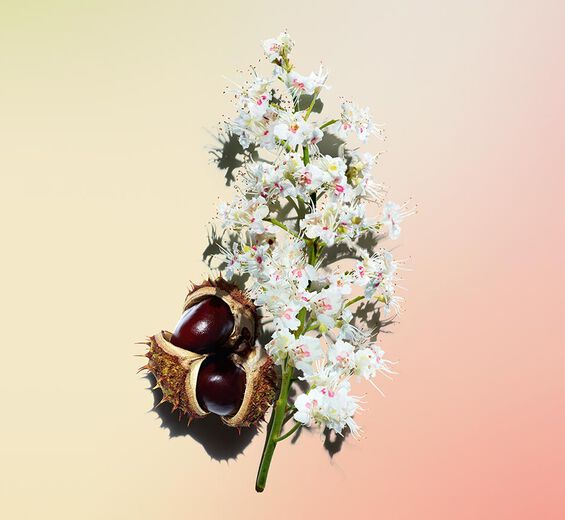 Horse Chestnut Tree-สารสกัด Horse Chestnut Flower ออร์แกนิก-Aesculus hippocastanum (horse chestnut) extract
