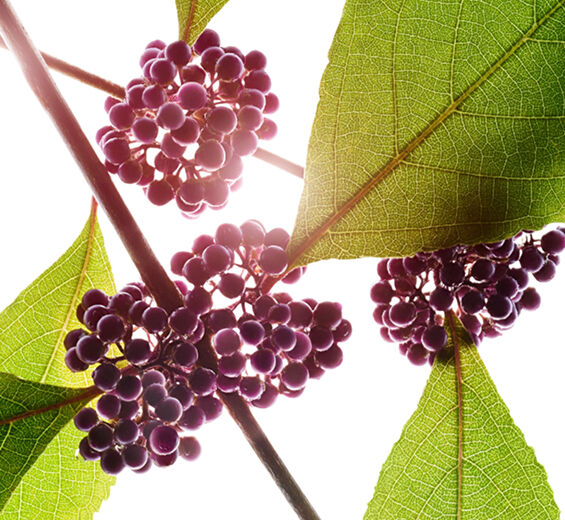Beauty berry-สารสกัด Beautyberry-Callicarpa japonica fruit extract