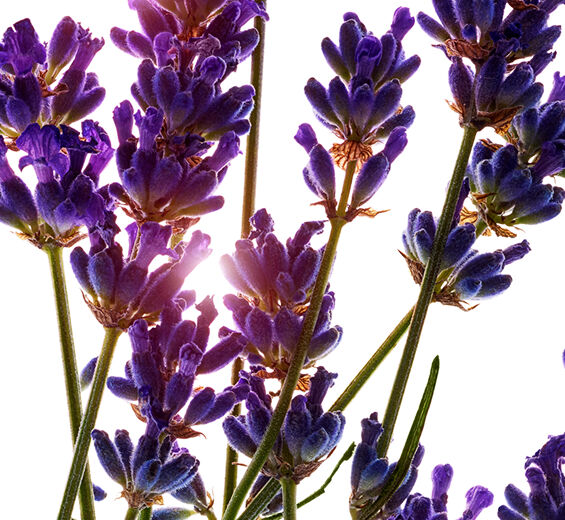 ลาเวนเดอร์ (Lavender)-Lavender Essential Oil-Lavandula angustifolia (lavender) oil