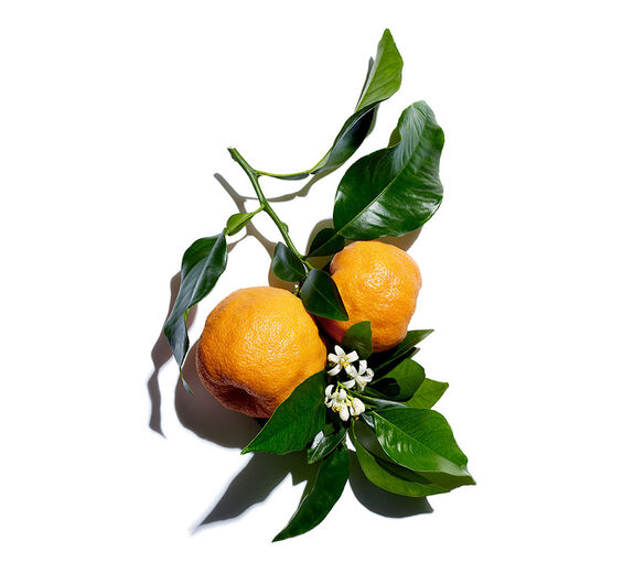 Bitter Orange Tree-Organic Bitter Orange Flower Water-Citrus aurantium amara (bitter orange) flower water