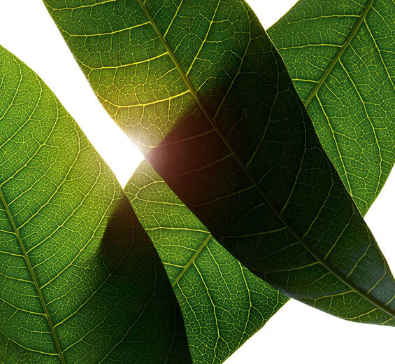 Mango tree-สารสกัด Mango Leaf ออร์แกนิก-Mangifera indica (mango) leaf extract