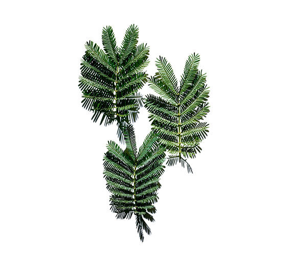 Acacia Senegal Tree-Acacia Micropearls-Acacia Senegal gum