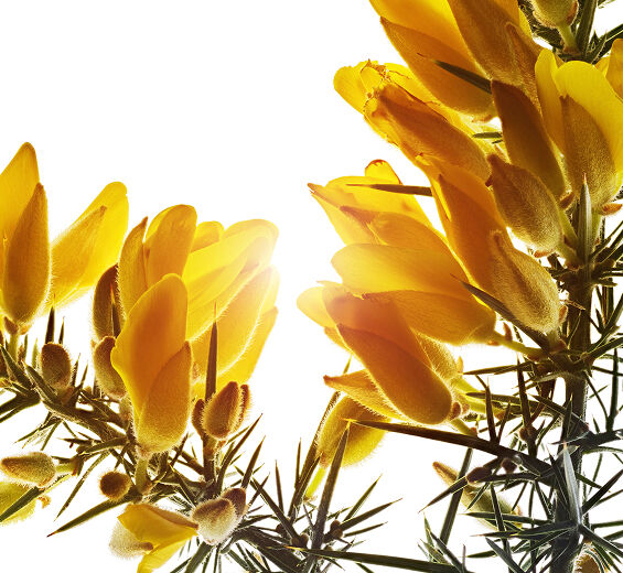 Gorse-สารสกัด Gorse ออร์แกนิก-Ulex europaeus leaf/root/stem extract