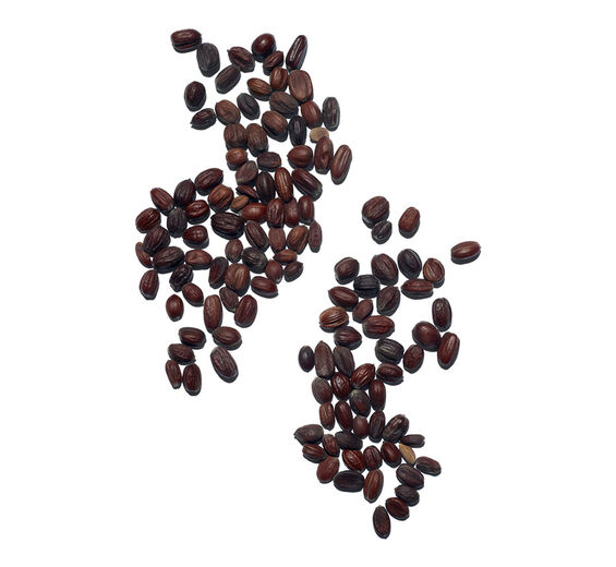 Jojoba-Jojoba Oil ออร์แกนิก-Simmondsia chinensis (jojoba) seed oil