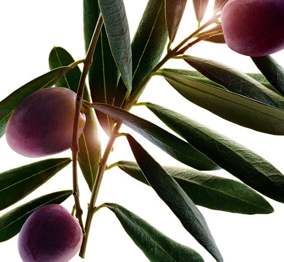 Olive Tree-Olive Oil ออร์แกนิก-Olea europaea (olive) fruit extract