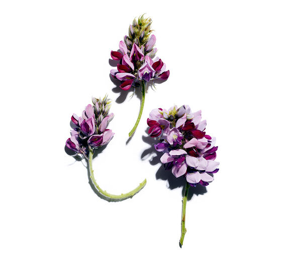 Pueraria Lobata-สารสกัด Pueraria Lobata-Pueraria lobata root extract