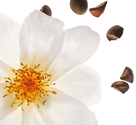 Camellia-Camellia Oil ออร์แกนิก-Camellia oleifera seed oil