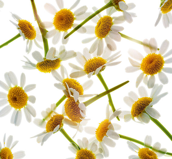 คาโมมายล์ (Chamomile)-สารสกัด Roman Chamomile-Anthemis nobilis flower extract