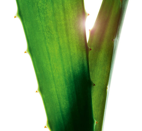 Aloe Vera-สารสกัด Aloe Vera ออร์แกนิก-Aloe barbadensis leaf juice,aloe barbadensis leaf juice powder