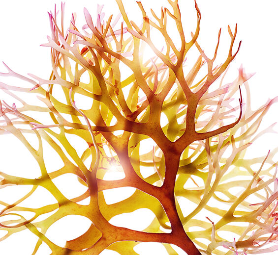 Irish Moss-สารสกัด Irish Moss-Chondrus crispus (carrageenan) extract