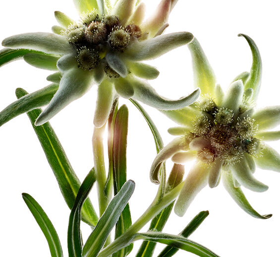 Edelweiss-สารสกัด Edelweiss ออร์แกนิก-Leontopodium alpinum extract