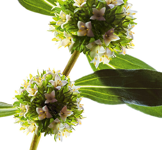 Mitracarpus-สารสกัด Mitracarpus ออร์แกนิก-Mitracarpus scaber extract