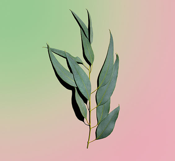 ยูคาลิปตัส (Eucalyptus)-Eucalyptus Essential Oil ออร์แกนิก-Eucalyptus globulus leaf oil