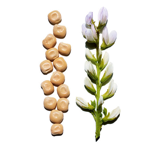 White Lupine-สารสกัด White Lupine ออร์แกนิก-Hydrolyzed lupine protein