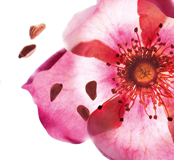 Sweetbriar-Sweetbriar Oil ออร์แกนิก-Rosa rubiginosa seed oil