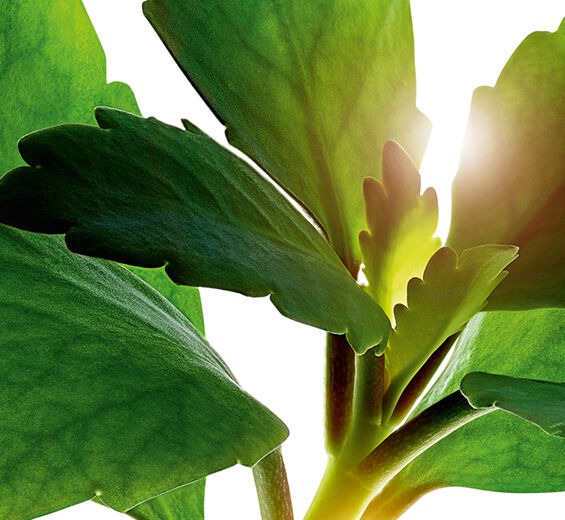 Leaf of Life-สารสกัด Leaf of Life ออร์แกนิก-Kalanchoe pinnata leaf extract