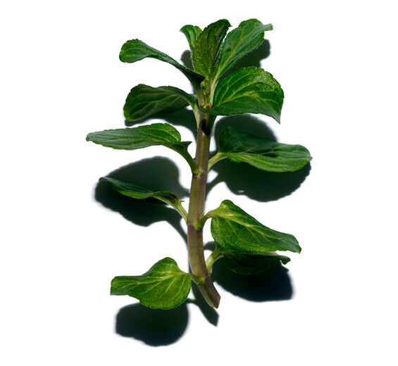 วอเตอร์มินต์ (Water Mint)-สารสกัด Water Mint ออร์แกนิก-Mentha aquatica leaf extract