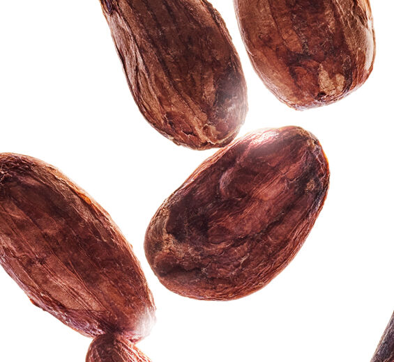 Cocoa Tree-Cocoa Butter ออร์แกนิก-Theobroma cacao (cocoa) seed butter