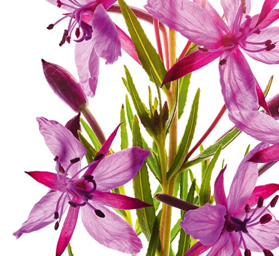 Alpine Willowherb-สารสกัด Alpine Willowherb ออร์แกนิก-Epilobium fleischeri extract