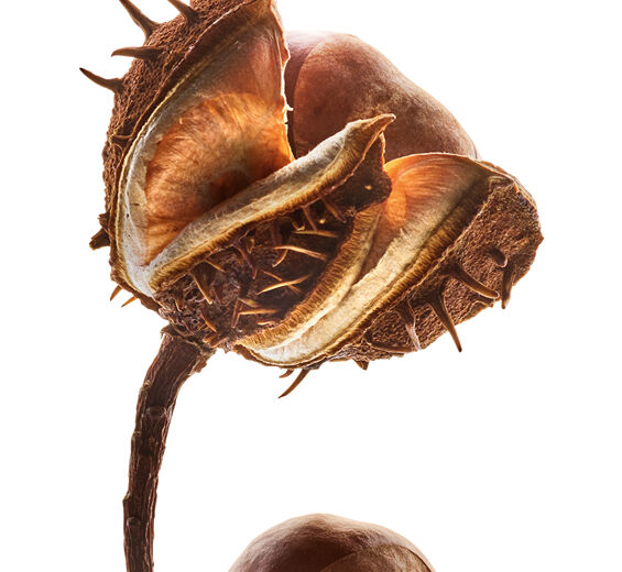 Horse Chestnut Tree-สารสกัดเกาลัดม้าออร์แกนิก (Horse Chestnut)-Aesculus hippocastanum (horse chestnut) seed extract