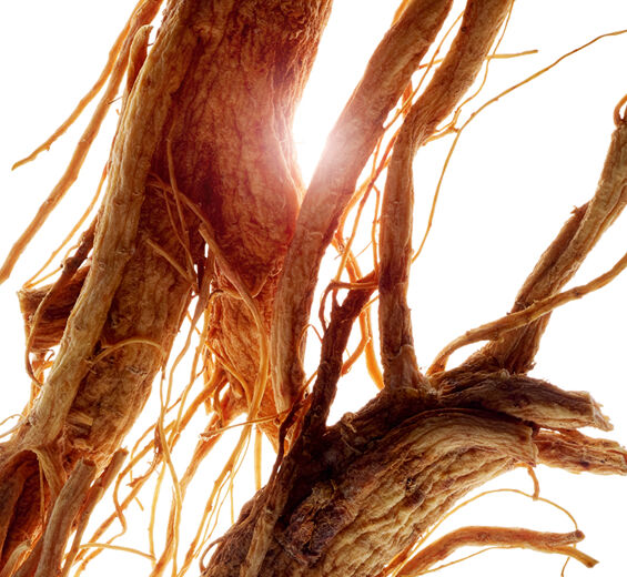 Ginseng-สารสกัด Ginseng-Panax ginseng root extract