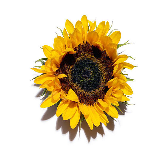 Sunflower-Sunflower Oil-Helianthus annuus (sunflower) seed oil