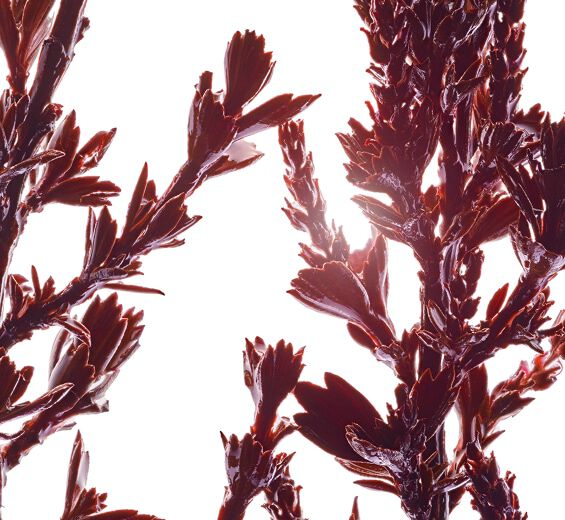 Myrothamnus-สารสกัด Myrothamnus-Myrothamnus flabellifolia leaf/stem extract