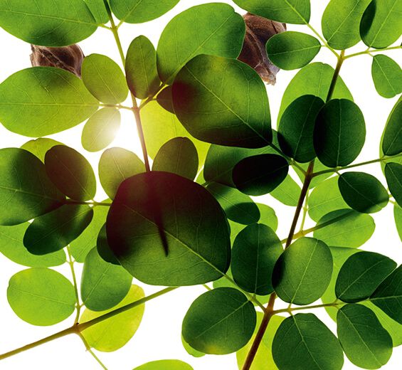 Moringa-สารสกัด Moringa-Moringa oleifera seed extract