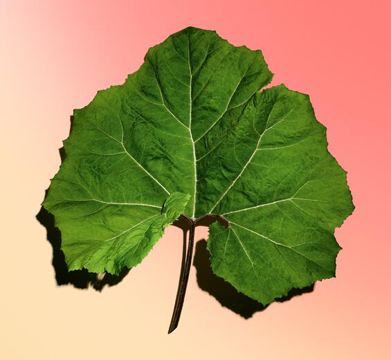 Petasites-สารสกัด Petasites ออร์แกนิก-Petasites hybridus leaf extract