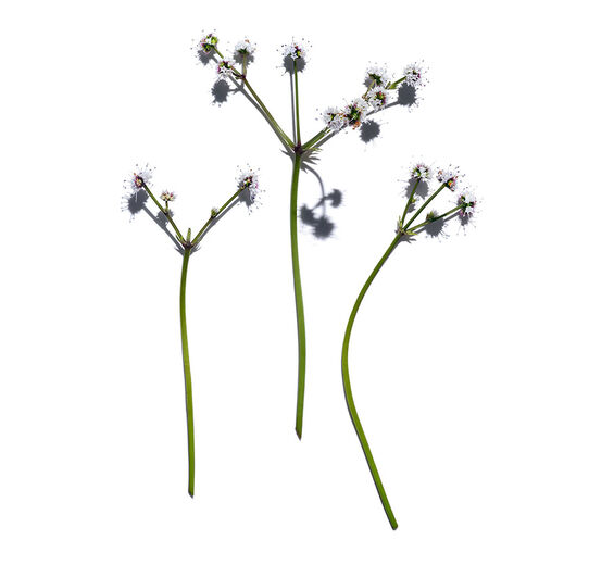 Sanicle-สารสกัด Sanicle ออร์แกนิก-Sanicula europaea extract