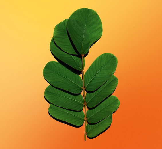 มะขามแขก (Senna)-สารสกัด Senna-Cassia alata leaf extract
