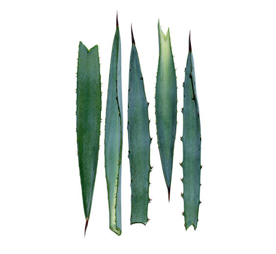 Blue Agave-สารสกัด Blue Agave-Agave tequilana leaf extract