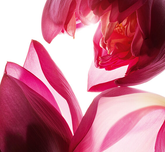 Lotus-สารสกัด Lotus-Nelumbo nucifera flower extract