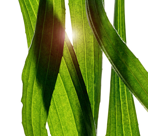 Narrow-leaf Plantain-สารสกัด Narrow-leaf Plantain-Plantago lanceolata leaf extract