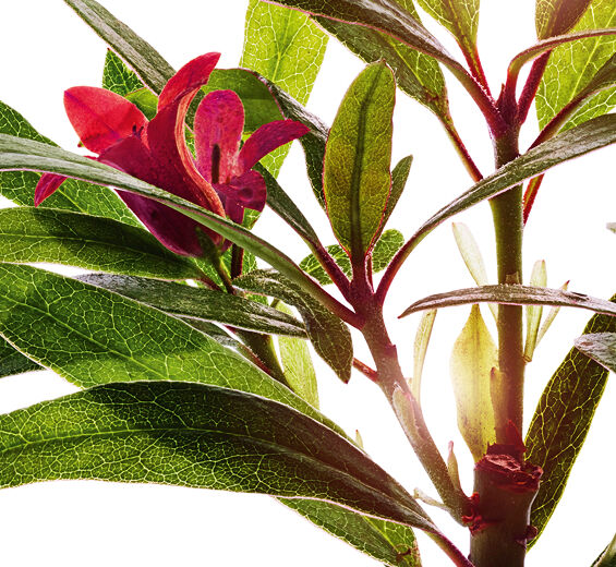 Alpenrose-สารสกัด Alpenrose-Rhododendron ferrugineum extract