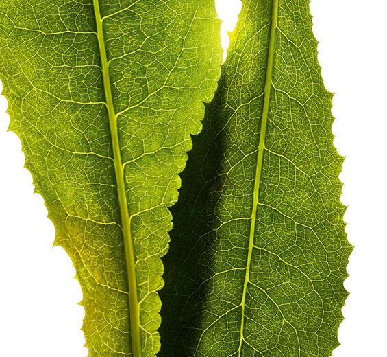 Chicory-สารสกัด Chicory-Cichorium intybus (chicory) leaf extract