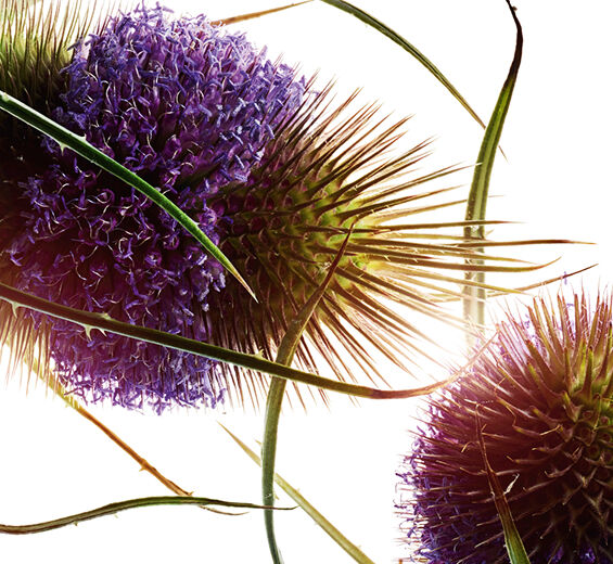 Teasel-สารสกัด Teasel-Dipsacus sylvestris extract