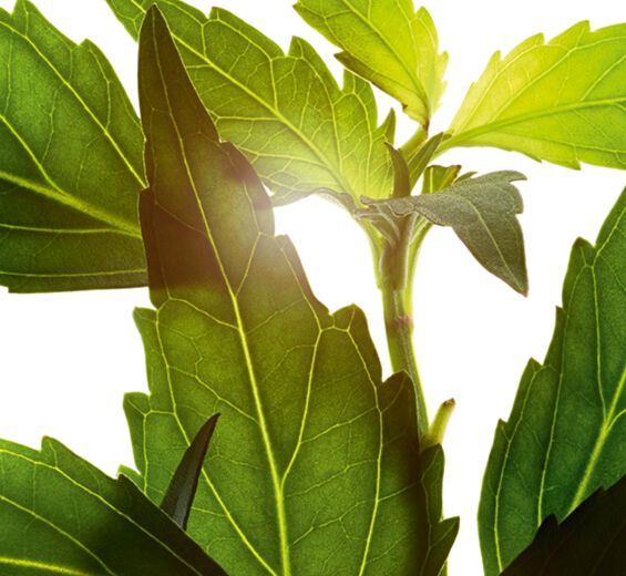 Java Tea-สารสกัด Orthosiphon-Orthosiphon stamineus extract