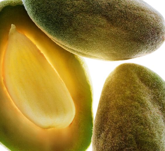 Almond Tree-Sweet Almond Oil ออร์แกนิก-Prunus amygdalus dulcis (sweet almond) oil