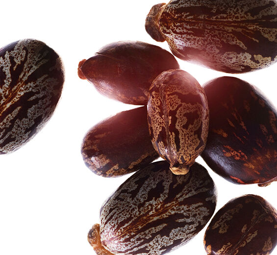 Castor Bean-Castor Oil ออร์แกนิก-Ricinus communis (castor) seed oil