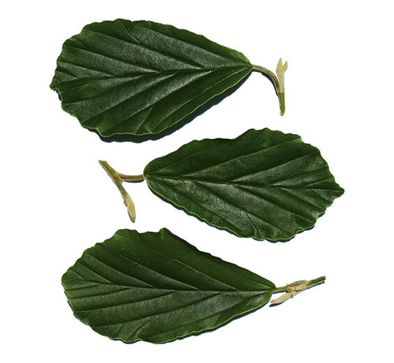 Witch hazel-สารสกัด Witch Hazel-Hamamelis virginiana (witch hazel) leaf extract