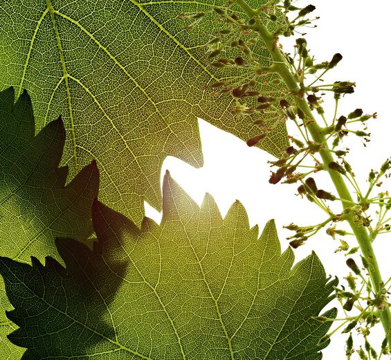 Vine-สารสกัด Vine Flowers Cell-Vitis vinifera (grape) flower cell extract