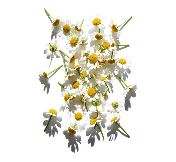 คาโมมายล์ (Chamomile)-สารสกัด Roman Chamomile-Anthemis nobilis flower extract