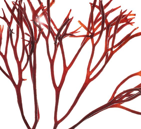 Furcellaria-สารสกัด Furcellaria-Furcellaria lumbricalis extract