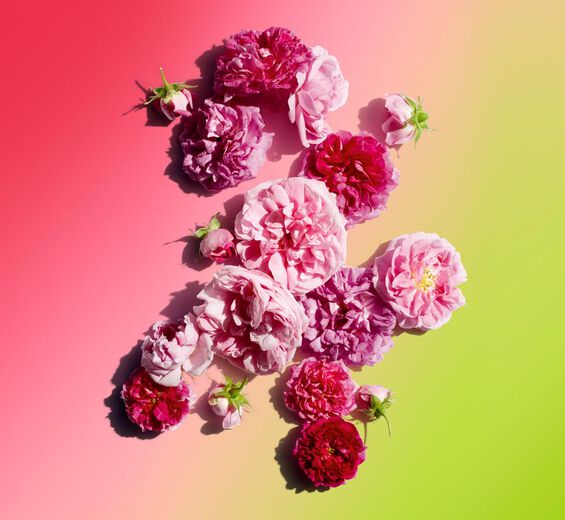 Damask Rose-Damask Rose Water-Rosa damascena flower water