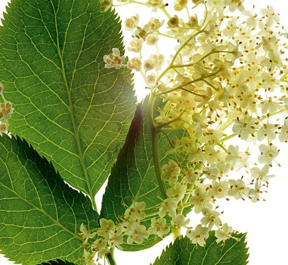 Elder-สารสกัด Elder ออร์แกนิก-Sambucus nigra flower extract