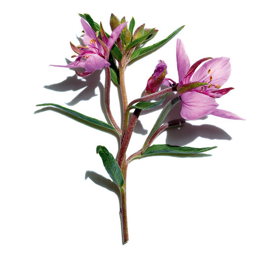 Alpine Willowherb-สารสกัด Alpine Willowherb ออร์แกนิก-Epilobium fleischeri extract