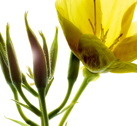 Evening Primrose-สารสกัดจากอีฟนิ่งพริมโรสออร์แกนิก (Evening Primrose)-Oenothera Biennis (Evening Primrose) Flower/Leaf/Stem Extract