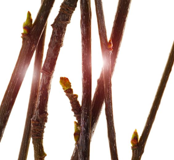 Service Tree-สารสกัด Service Tree Bud ออร์แกนิก-Pyrus sorbus bud extract