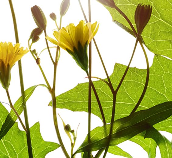 Nipplewort-สารสกัด Nipplewort-Lapsana communis flower/leaf/stem extract